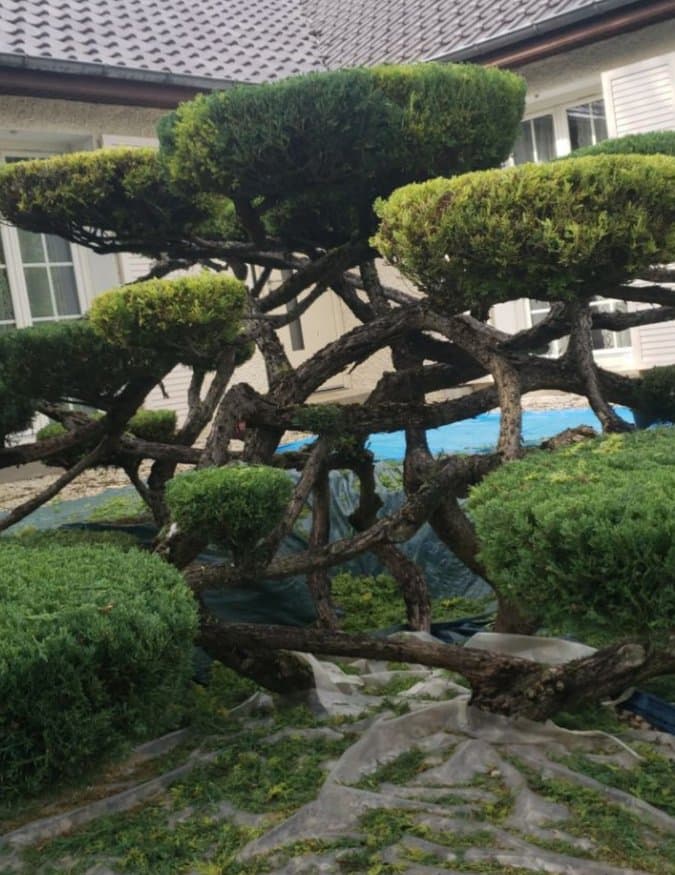Taille en nuage — Garden Care Essonne